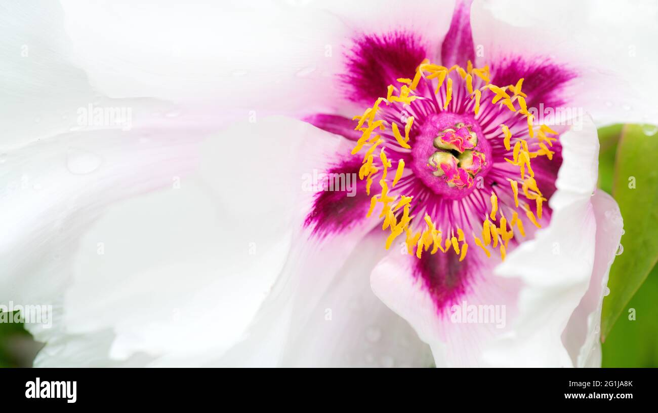 la peonia bianca e viola è in piena fioritura, i petali grandi forniscono lo spazio per un layout di testo; copyspace, pagina doppia Foto Stock