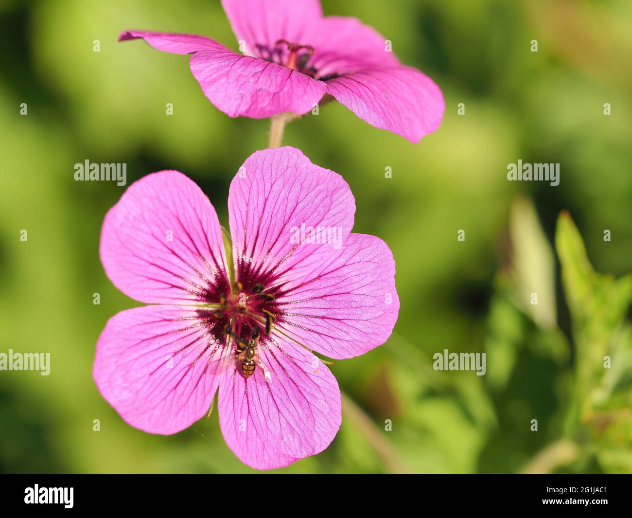 macro di piccole teste di fiori rosa con cinque petali Foto stock - Alamy