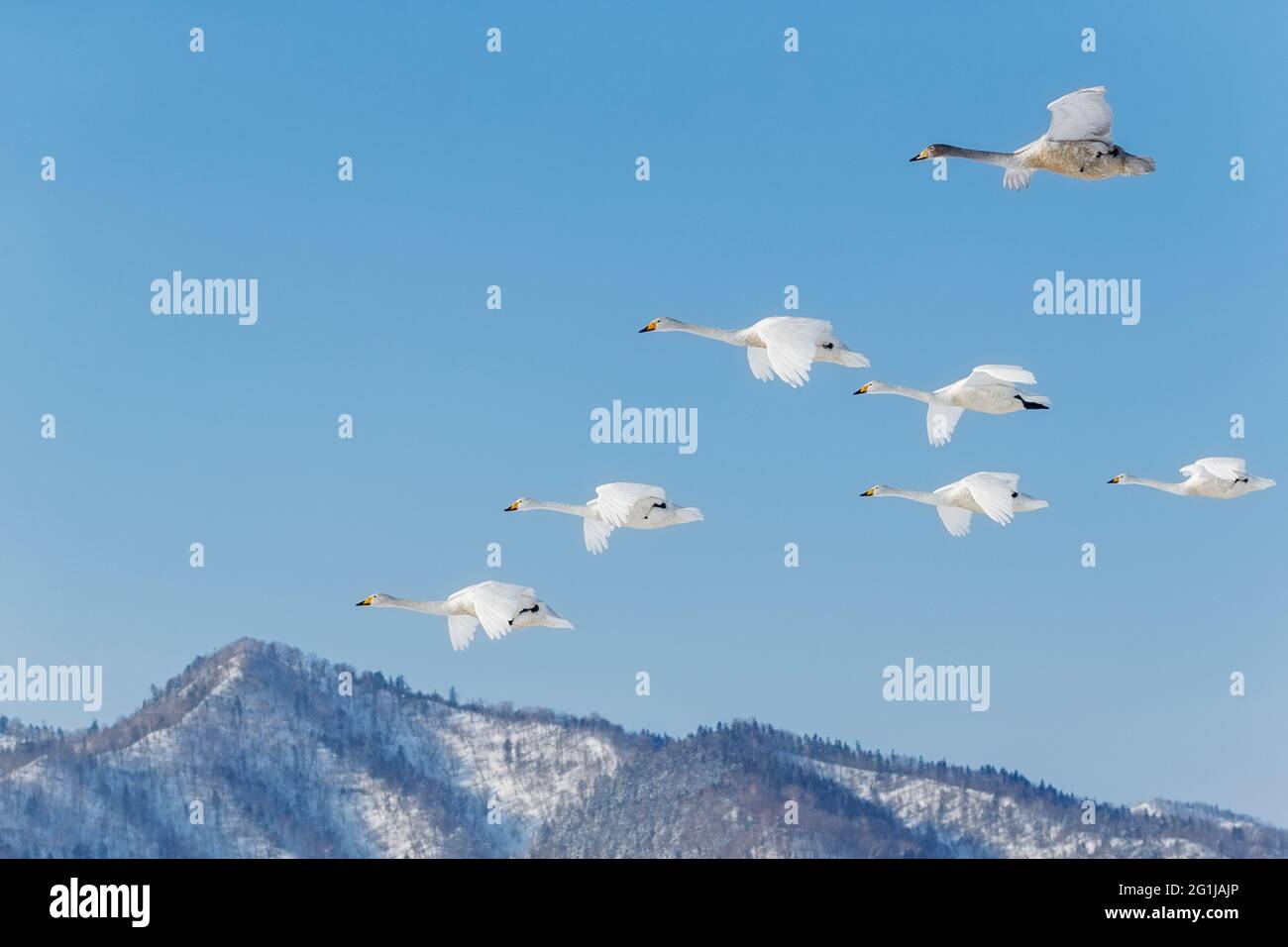 Whooper cigno (Cygnus cygnus) flock. Lago Kussharo, Akan National Park, Hokkaido, Giappone Foto Stock