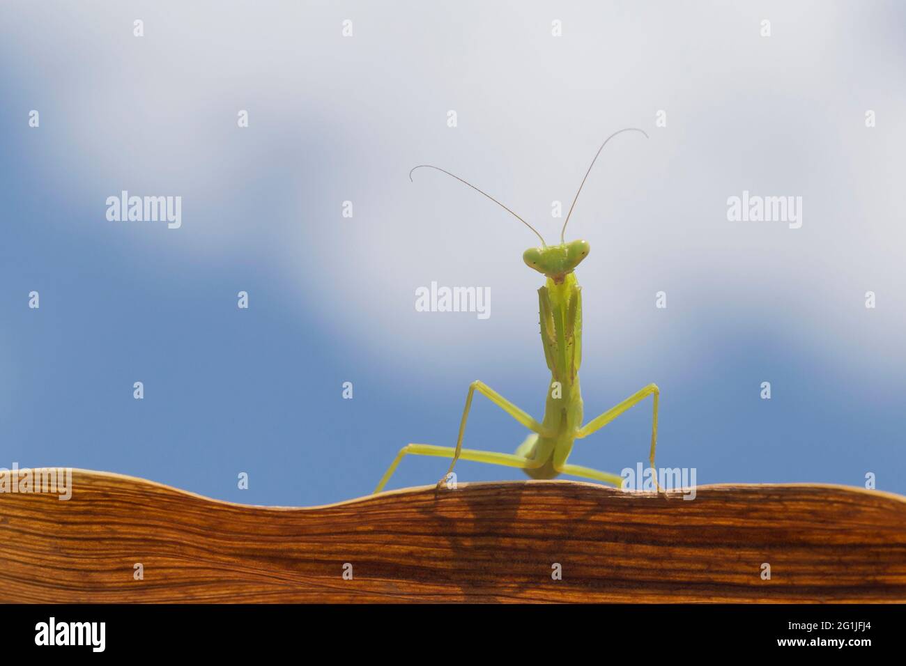 primo piano di mantis verde seduta su foglia marrone secca contro cielo nuvoloso Foto Stock