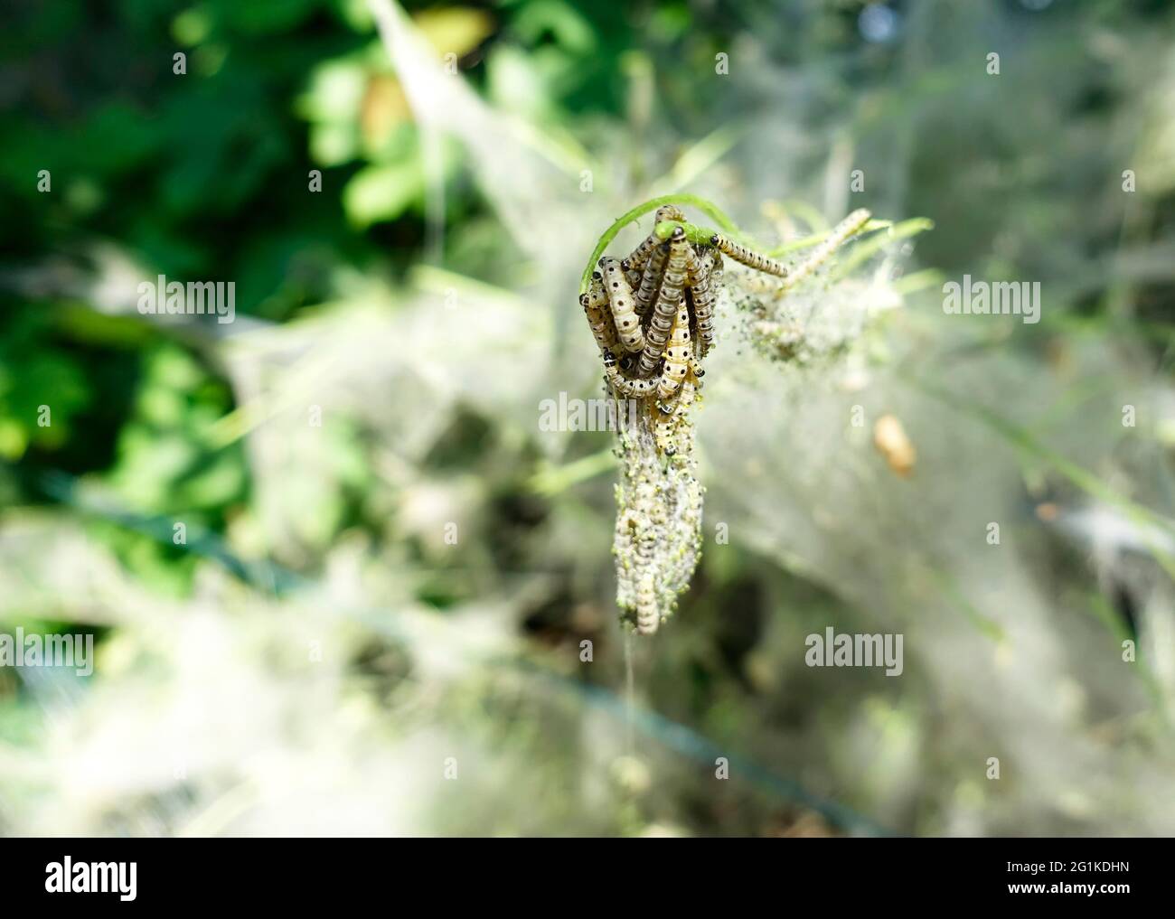 Rete comunale di larval, falene erminate Foto Stock