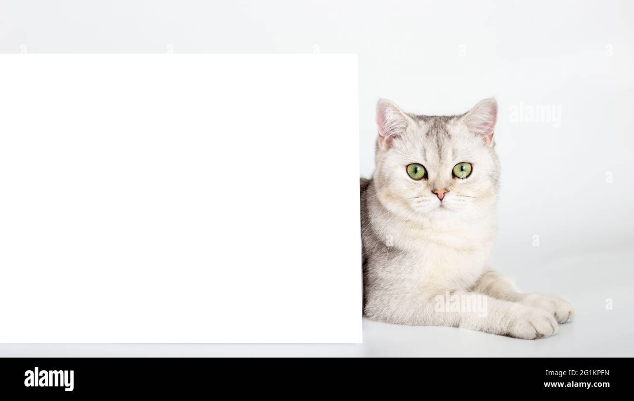 Bel gatto britannico bianco con cartolina orizzontale su sfondo bianco tavolo mockup. Foto Stock