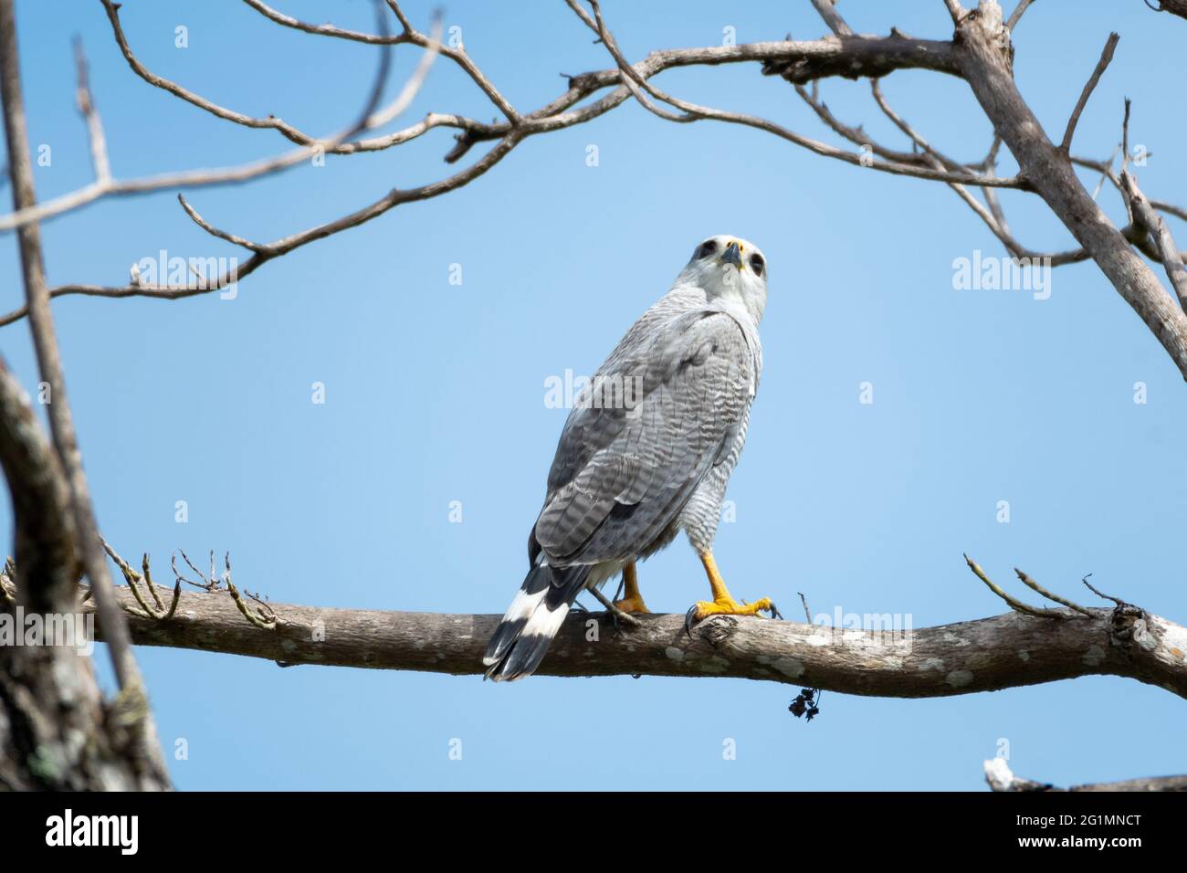 Un falco grigio-fiancheggiato perching in un albero con cielo blu guardando indietro la macchina fotografica. Raptor in natura. Uccello di preda. Fauna selvatica Foto Stock