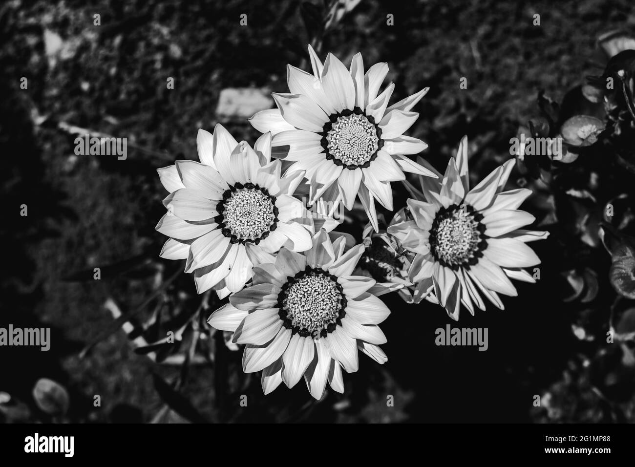 quattro fiori di gazania o daisy africano in monocromia Foto Stock
