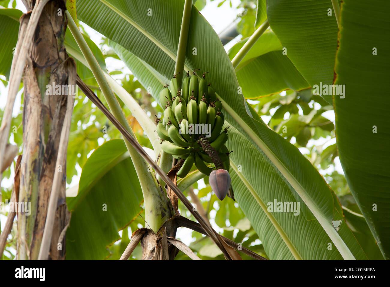 Banane che crescono all'Eden Project Rainforest Biome Cornwall UK, maggio 2021 Foto Stock
