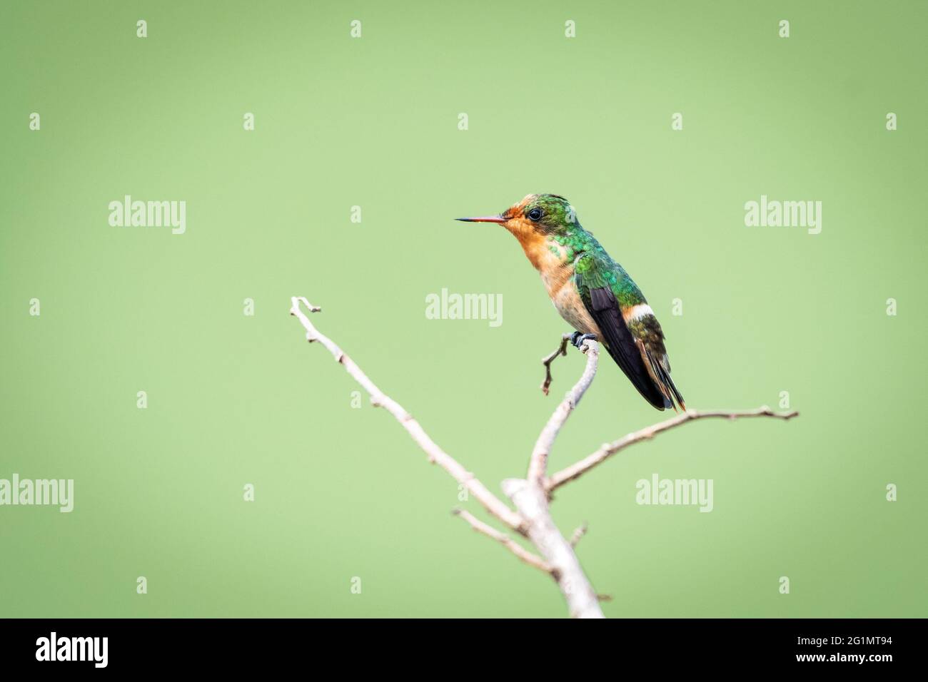 Una coquette tufted femmina (Lophornis ornatus) colibrì che perching con uno sfondo verde chiaro. Secondo uccello più piccolo del mondo. Foto Stock