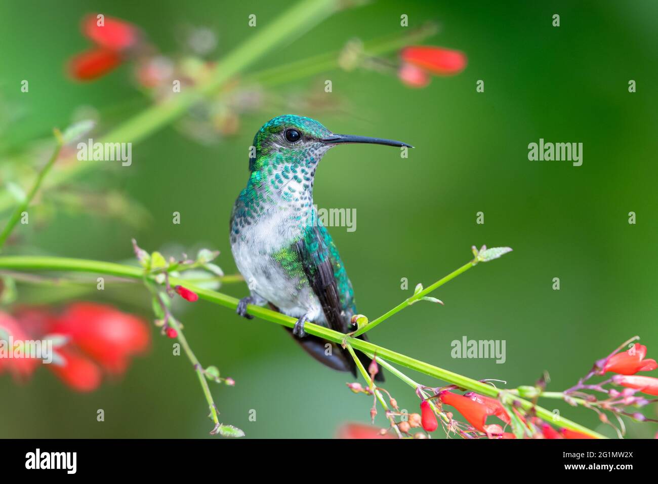 Una femmina di uccello gombaiero zaffiro con zaffa blu che perching in un cespuglio di Antigua Heath. Uccello tropicale. Hummingbird e fiori Foto Stock