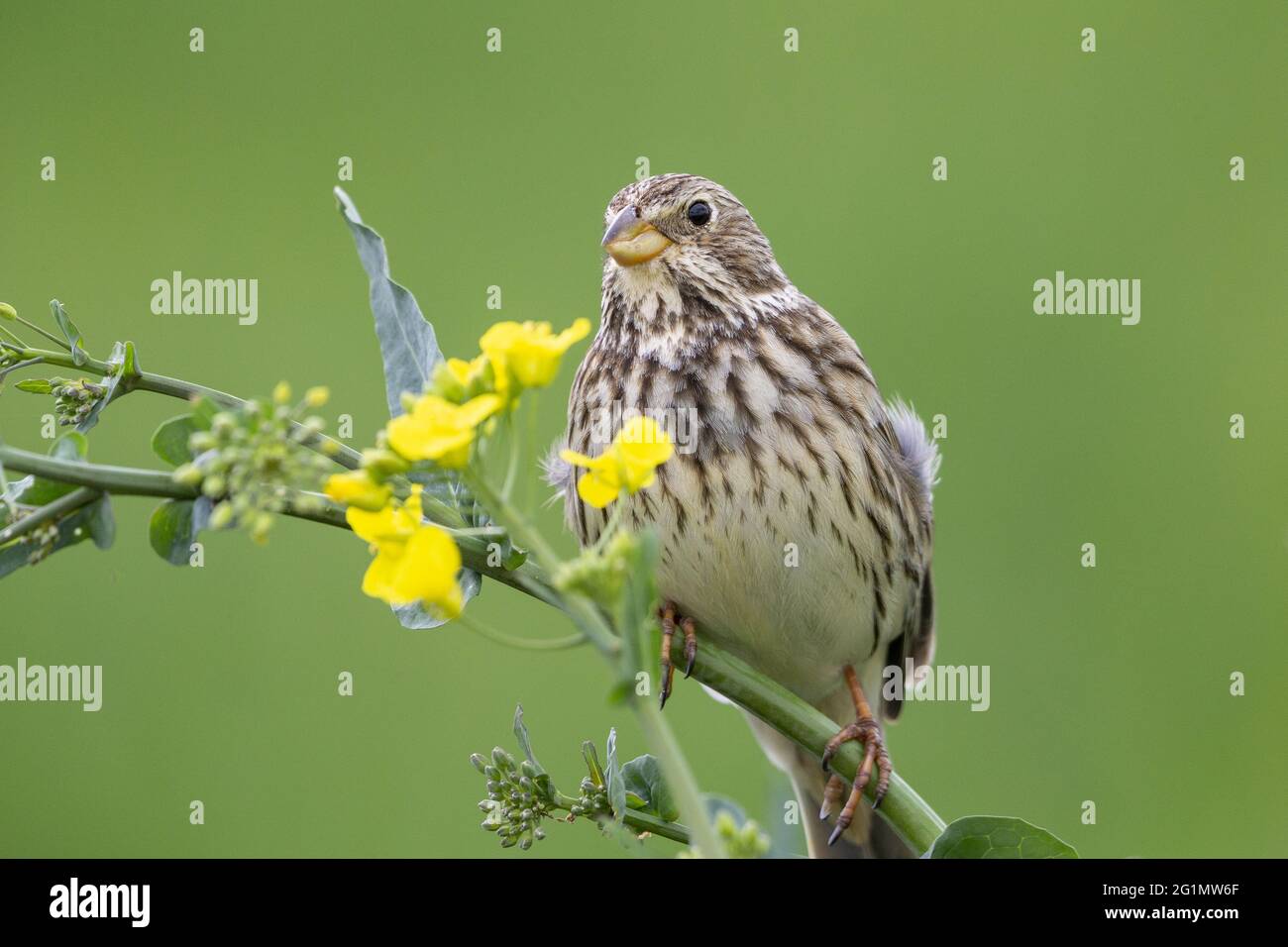 Fiore maschio su una pianta di mais immagini e fotografie stock ad alta  risoluzione - Alamy