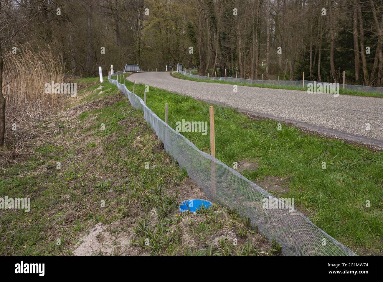 Francia, Bas Rhin, Area sensibile al naturale di Grossmatt, Installazione di recinzioni, durante la stagione di allevamento, per evitare che gli anfibi attraversino la strada e vengano attraversati. Gli animali cadono in secchi e sono raccolti da volontari che li mettono attraverso la strada dove il buco d'acqua è dove si riprodurranno. Foto Stock