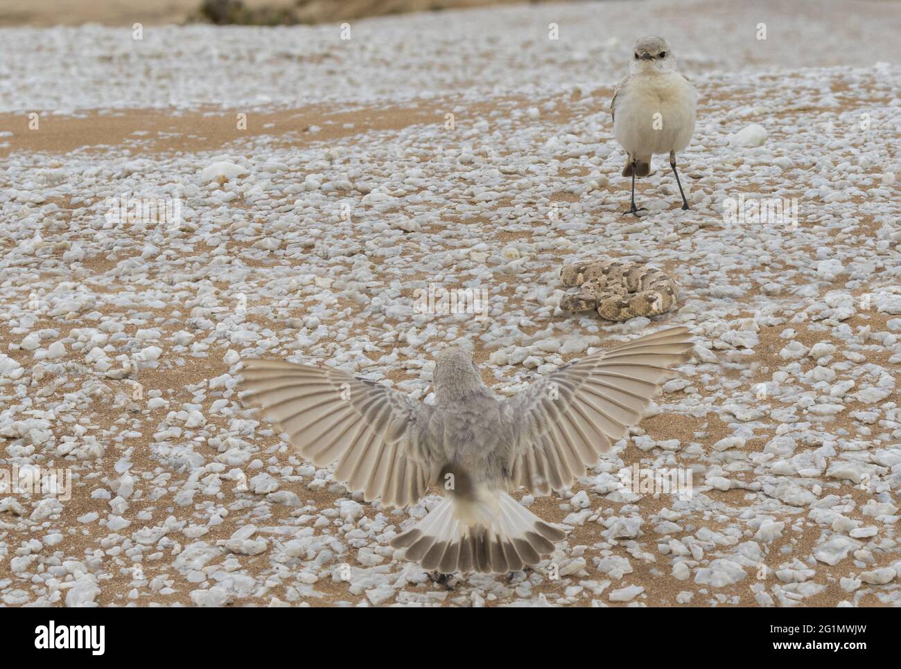 Namibia, Swakopmund, Parco Nazionale Dorob, Tratrac Chat (Emarginata tractrac) e Orned Adder (Bitis caudalis) Foto Stock