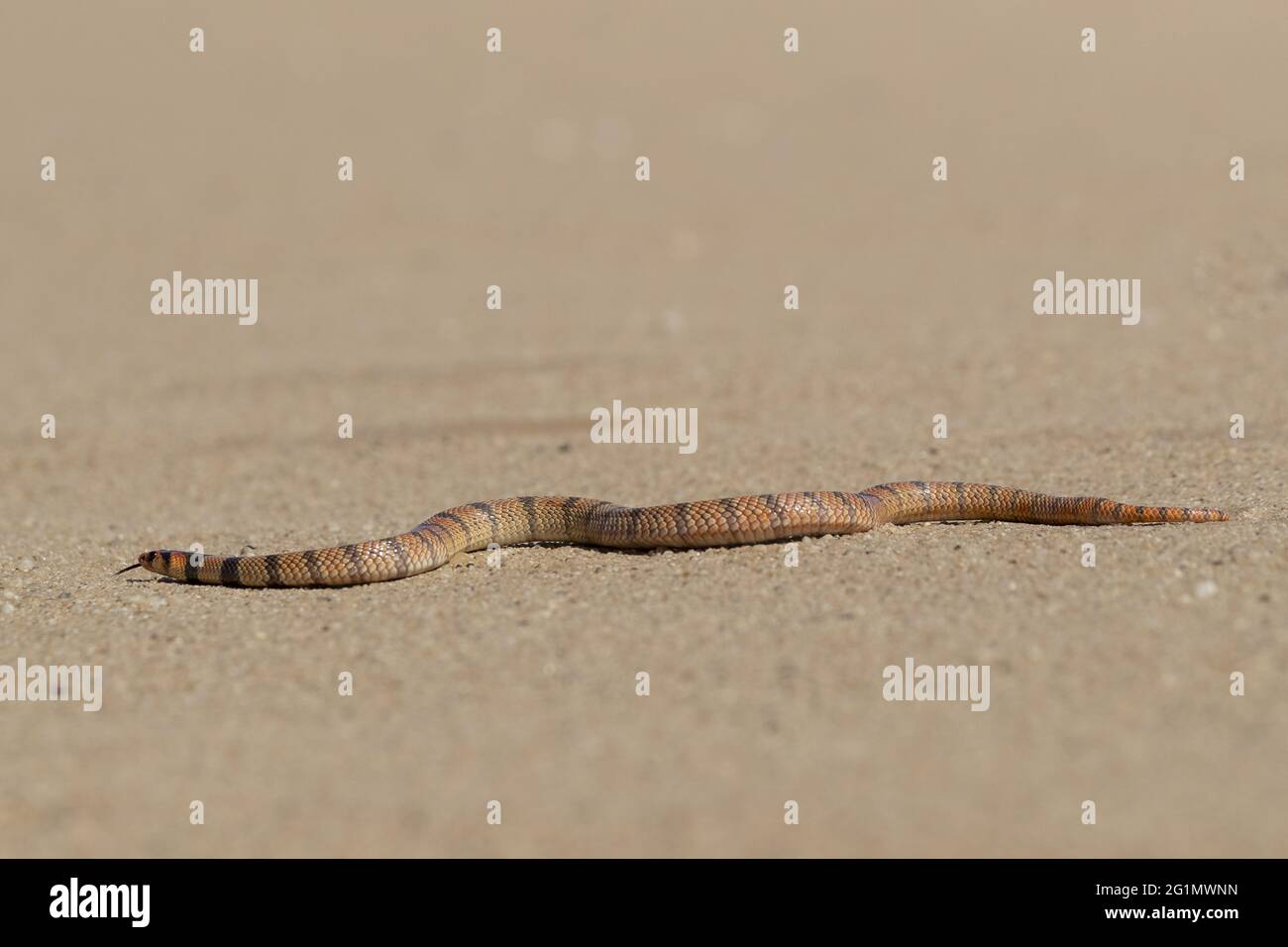 Namibia, Swakopmund, Parco Nazionale Dorob, serpente di Corallo (Apidelaps lubulus lubulus) Foto Stock