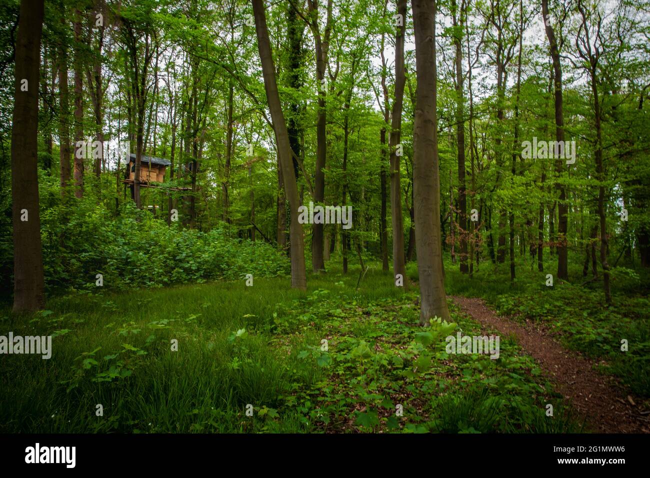 Hambach Foresta natura legno paesaggio nella primavera maggio 2021 Foto Stock
