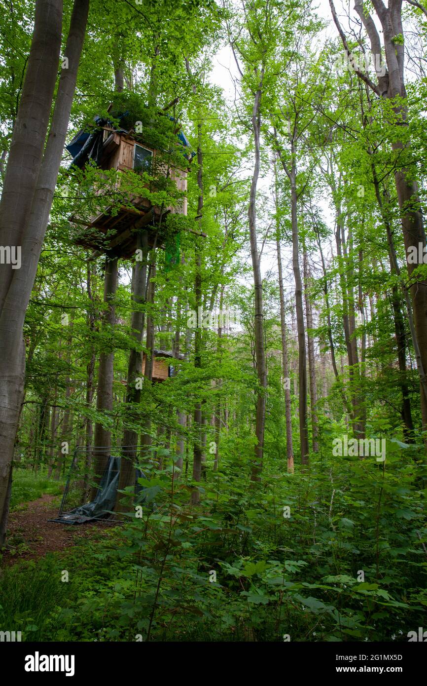 Case di alberi abitate della natura conservazione attivisti nella foresta di Hambach Foto Stock