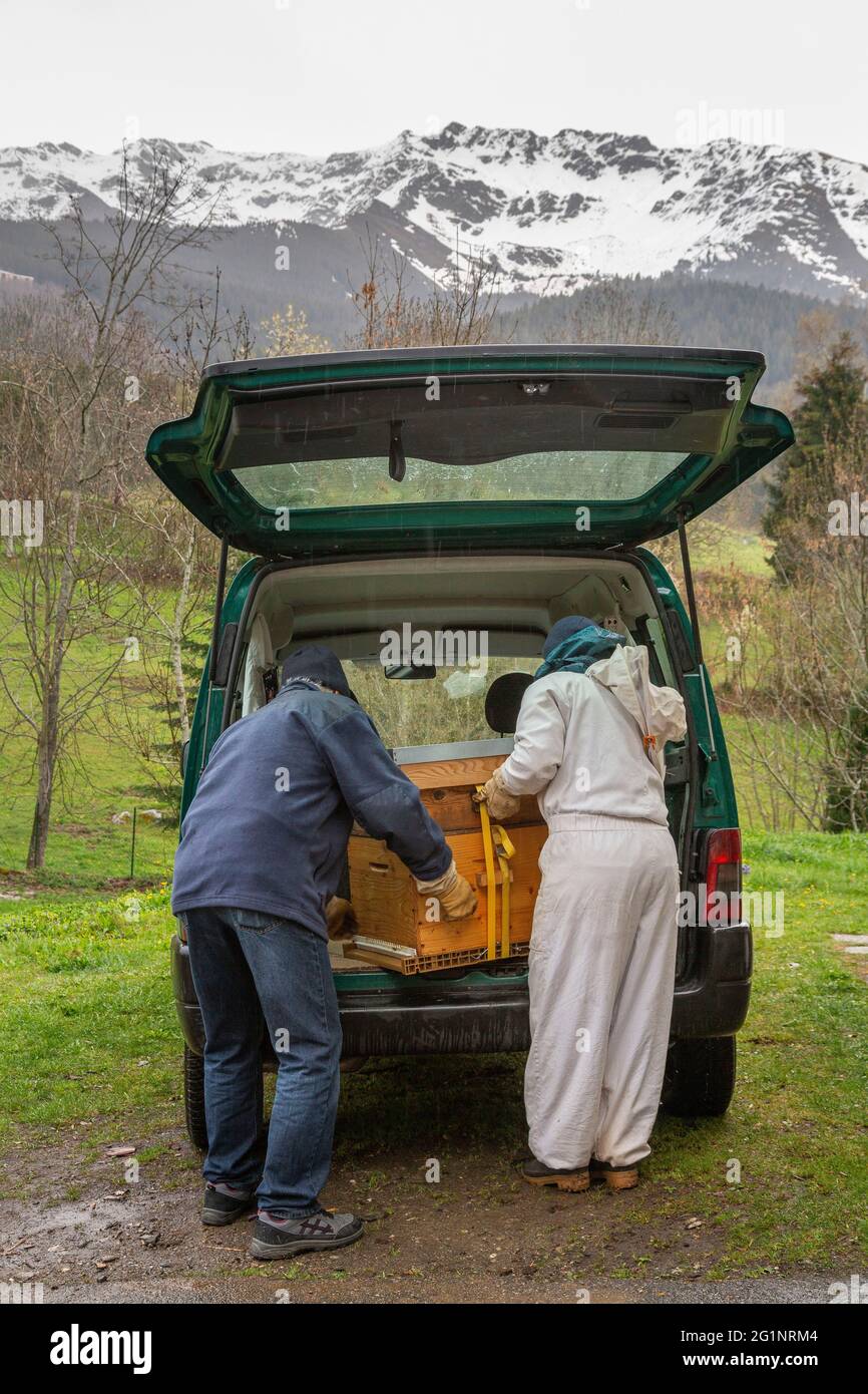 Francia, Isere, Belledonne massiccio, Prabert, Dorothe Querin (les Jardins de Prabert) si prende cura delle sue api nere Foto Stock