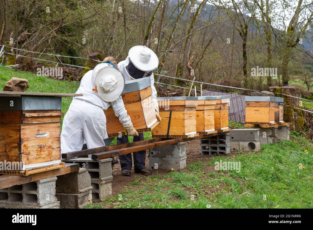 Francia, Isere, Belledonne massiccio, Prabert, Dorothe Querin (les Jardins de Prabert) si prende cura delle sue api nere Foto Stock