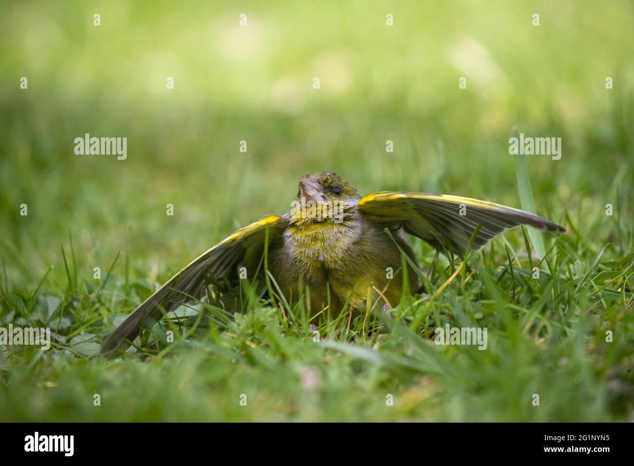 Francia, Bretagna, Ille et Villaine, Verdier europeo (Chloris chloris, ex Carduelis chloris), sul terreno in un prato, raggiunto di una malattia virale o batterica Foto Stock