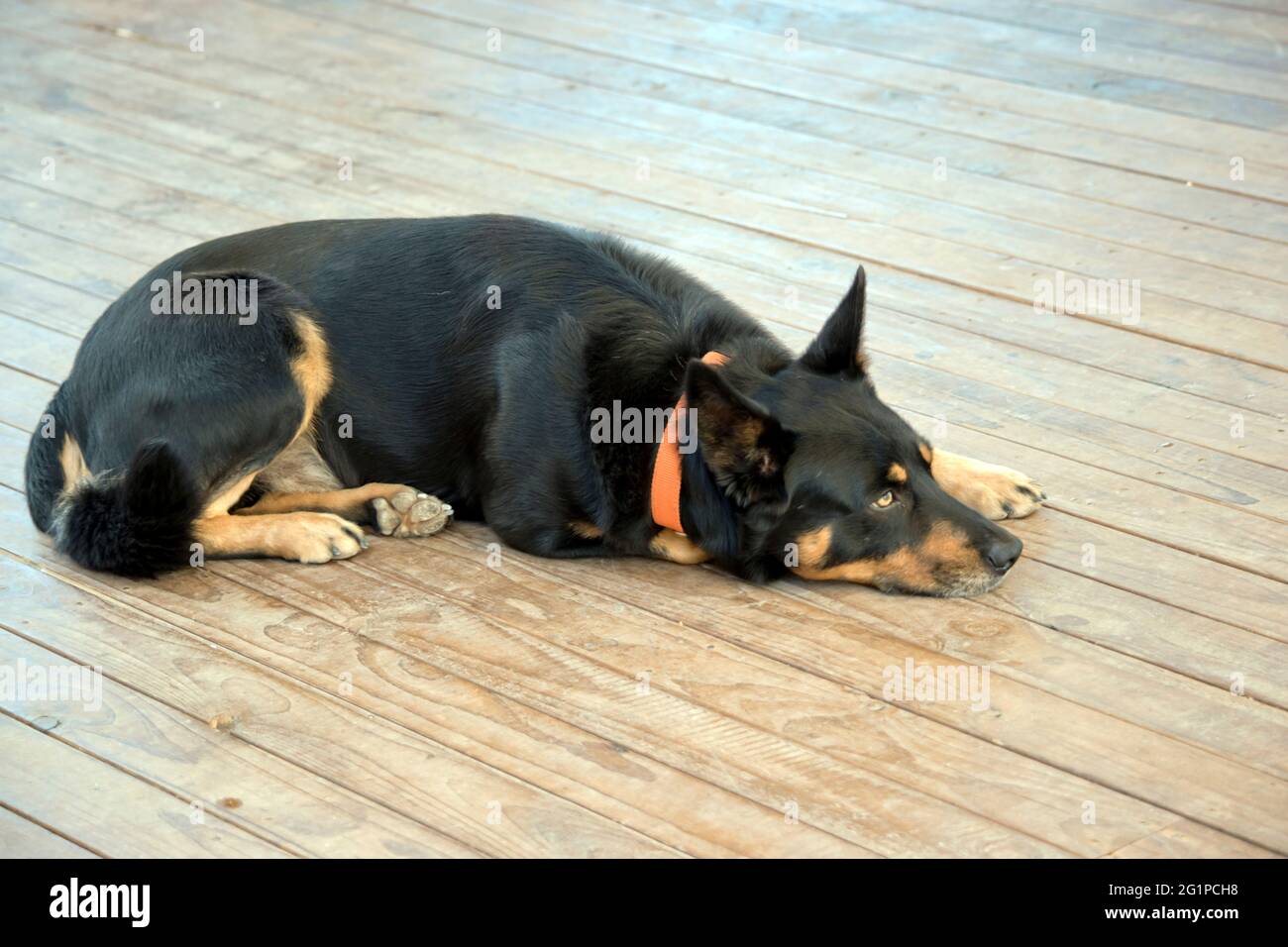 la kelpie si trova su un pavimento in legno. Foto Stock
