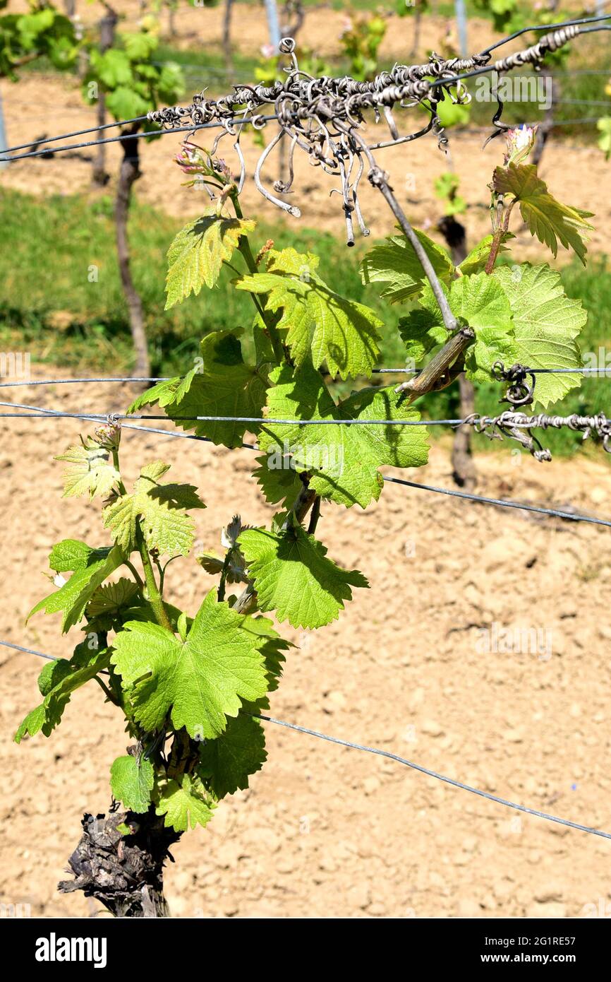 Le viti dell'uva da vino bianco che si coltivano nei pressi del villaggio di Saulheim, nella regione viticola della Renania Palatinato, Germania. Foto Stock