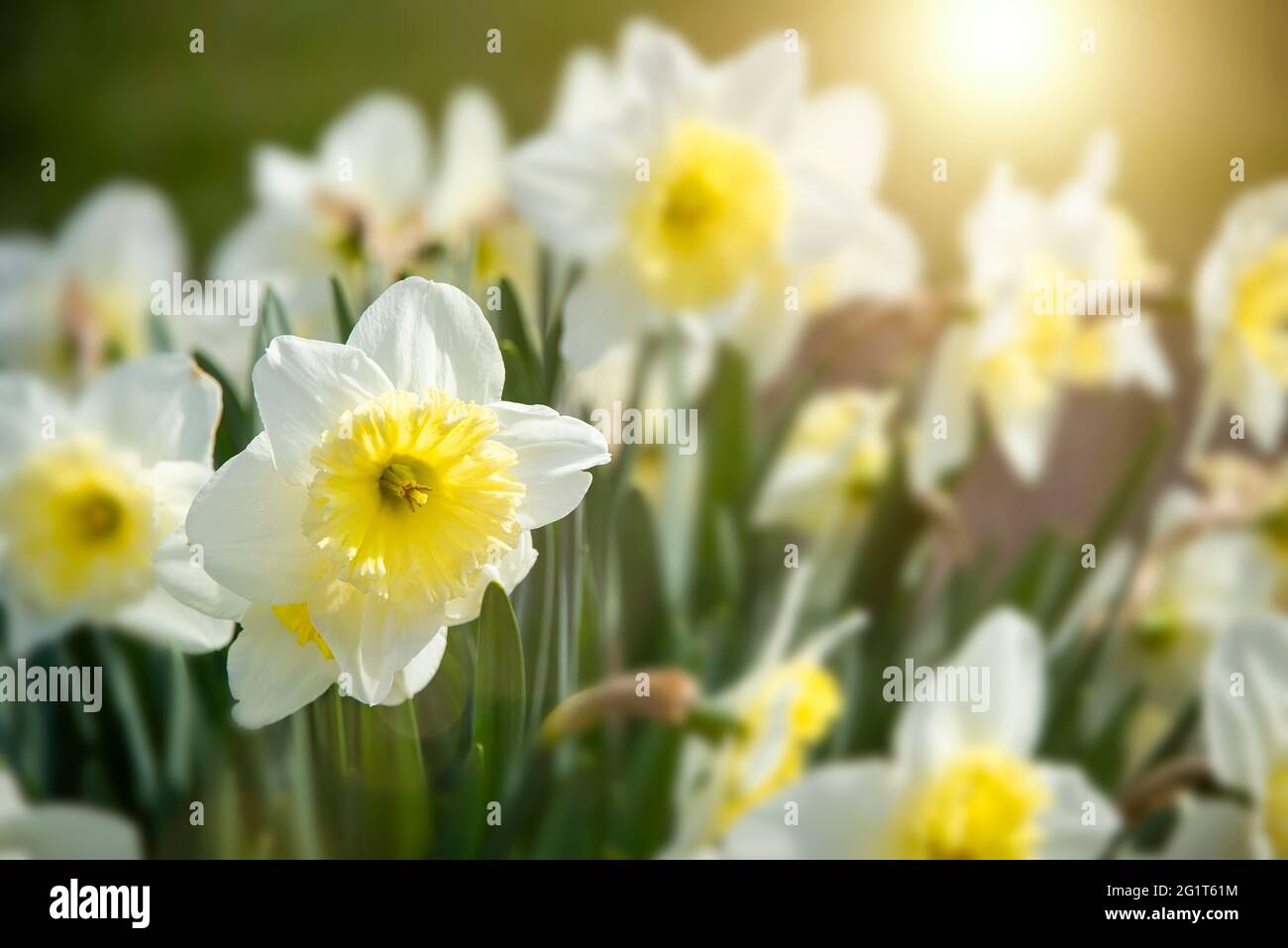 Campo di Daffodils con un bagliore di sole Foto Stock