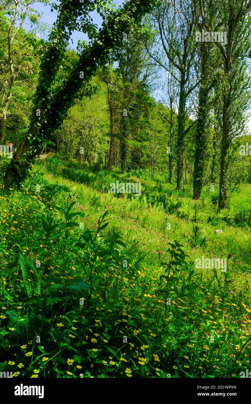 Woodland in un pomeriggio di primavera soleggiato con coppe, alberi, felci e lussureggiante e fitta vegetazione. Aveton Gifford, South Hams, South Devon, Regno Unito Foto Stock