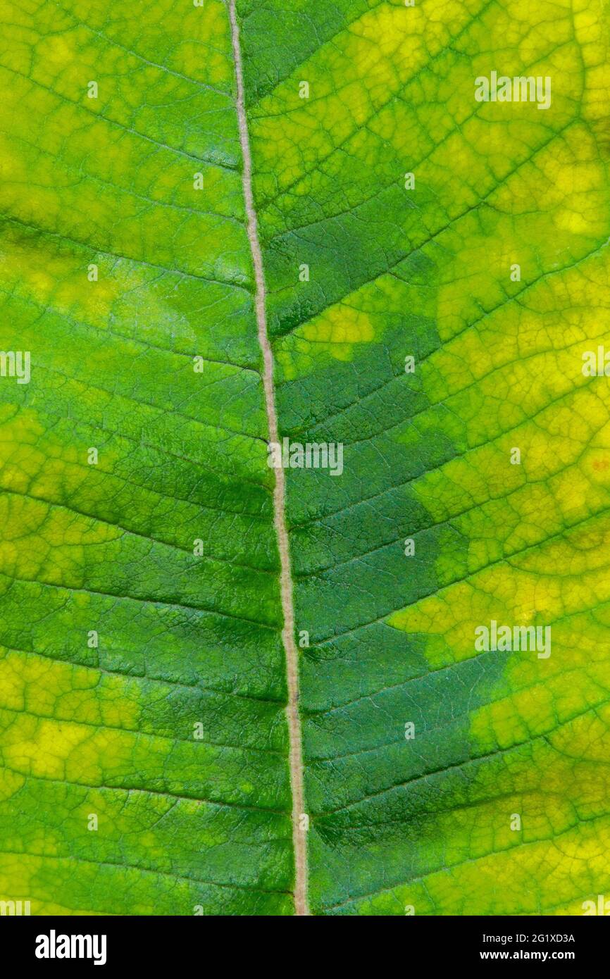 Un agingiCommon Milkweed Leaf che mostra vene e modelli trovati crescere nel nord-est della Pennsylvania Foto Stock