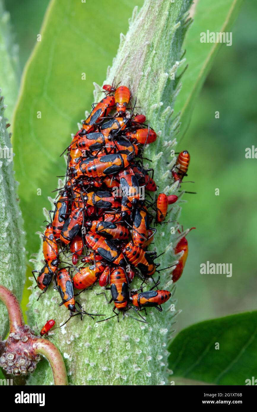 Red Milkweed Beetles può essere trovato spesso in grandi cluster su pland di milkweed all'inizio dell'autunno. Foto Stock