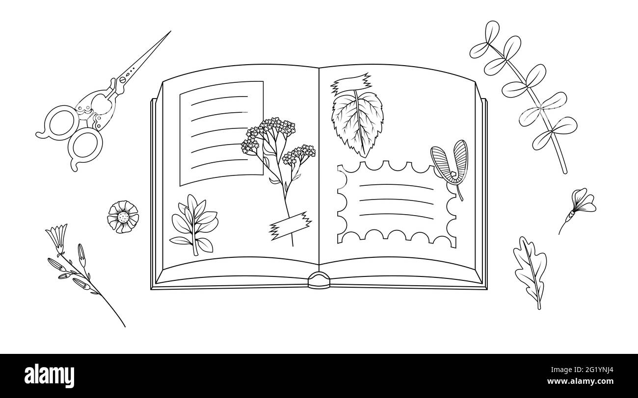 Album con foglie essiccate incollate al nastro. Erbario di foglie e fiori. Arte lineare Illustrazione Vettoriale