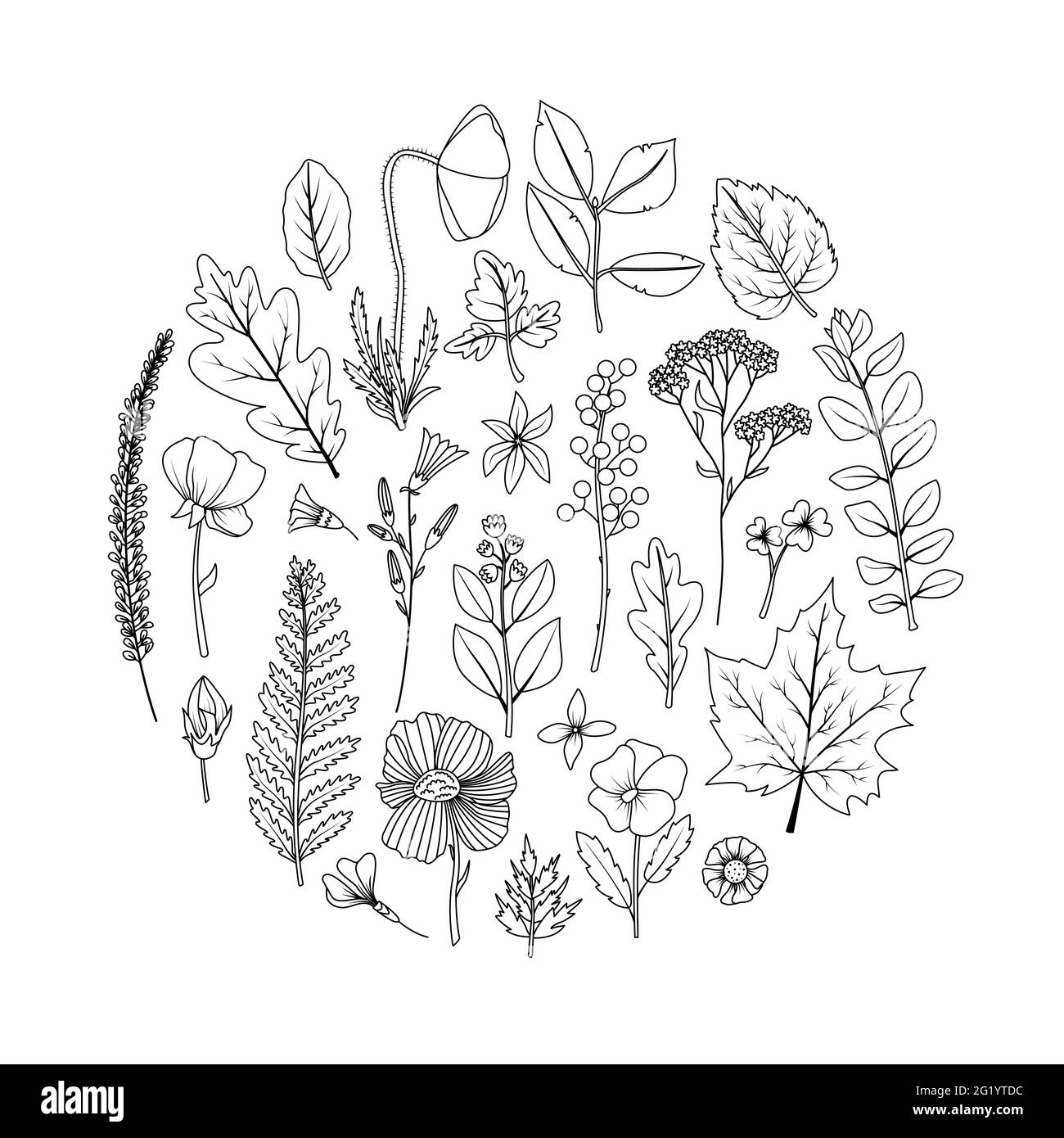 Una cornice rotonda con foglie essiccate e fiori per l'erbario. Arte lineare Illustrazione Vettoriale