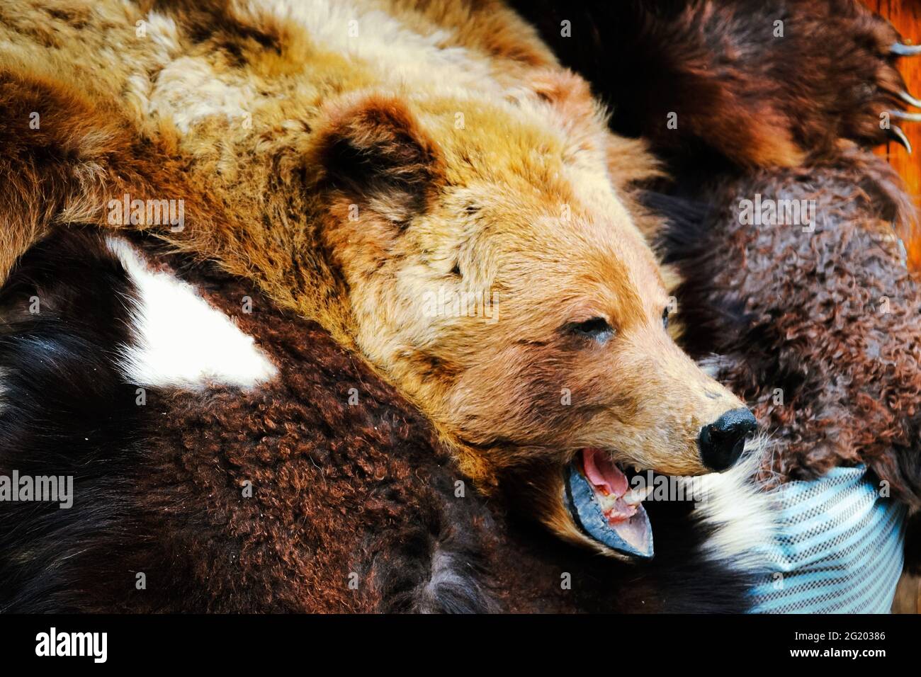 Primo piano di un orso farcito appeso al muro Foto Stock