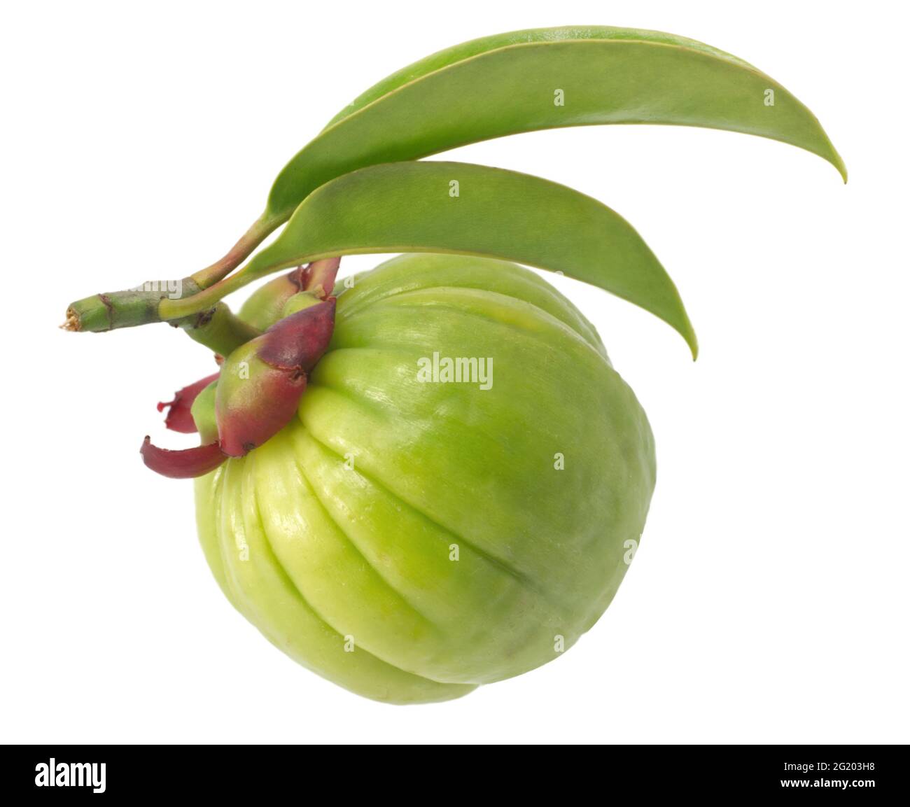 Garcinia atroviridis frutto isolato su sfondo bianco Foto Stock