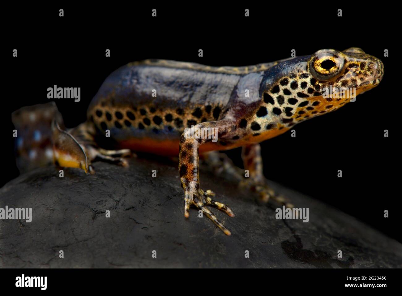 Appennino novo (Ichthiosaura alpestris apuana) Foto Stock