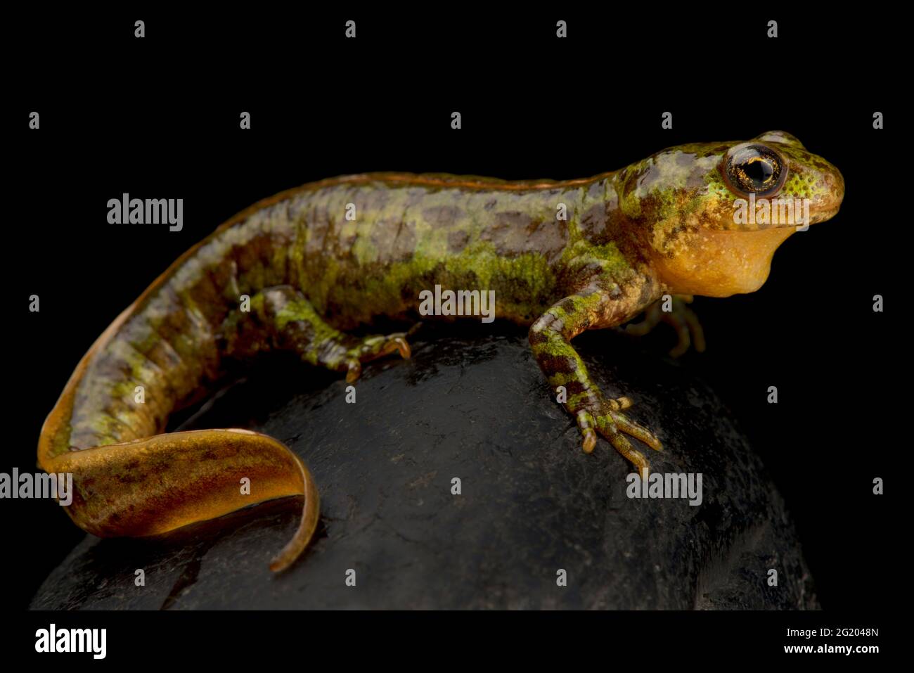 In marmo pigmeo newt (Triturus pygmaeus) Foto Stock