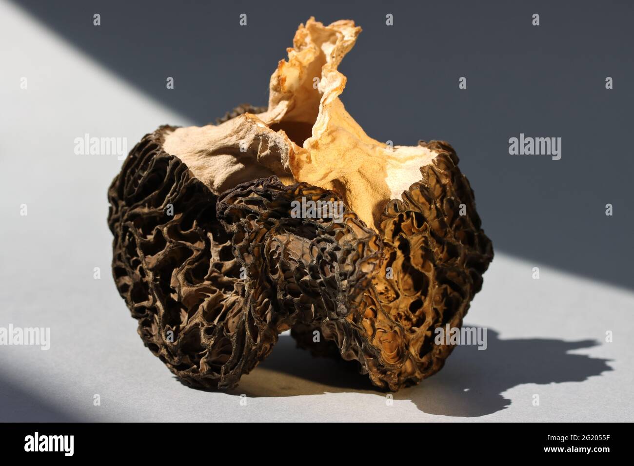 Morchella secca e leggera Foto Stock