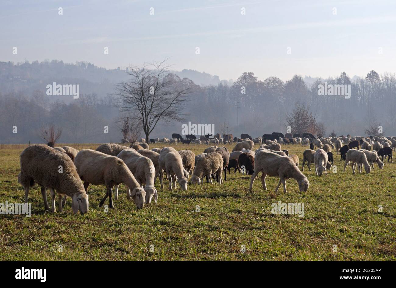 Pecora che pascola nel campo Foto Stock