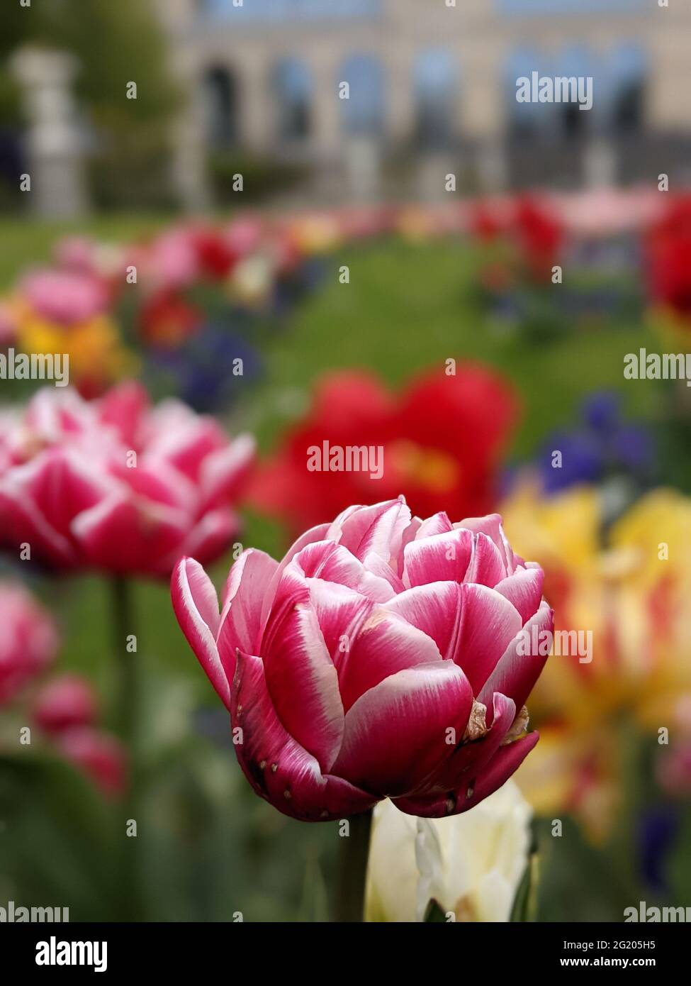 Vista ravvicinata di un tulipano in un giardino botanico. Nahansicht einer Tulpe im Botanischen Garten. Foto Stock