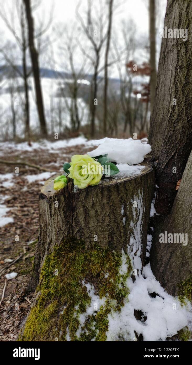 Una rosa bianca su un tronco d'albero con un paesaggio invernale sullo sfondo. Weiße Rose auf einem Baumstumpf in einer Winterlandschaft. Foto Stock