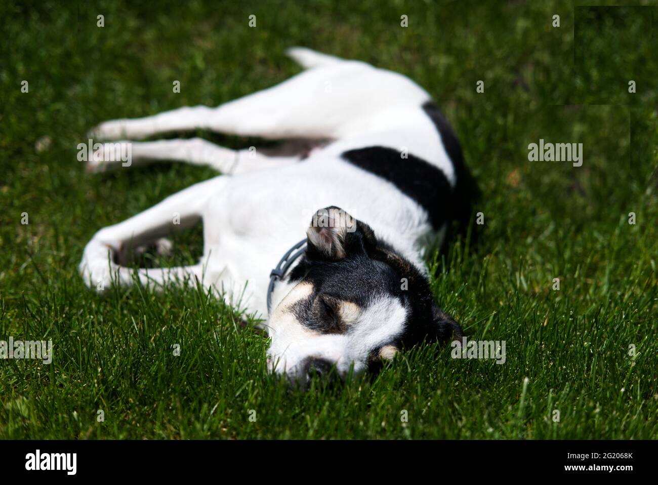 pigro cane bianco e nero che riposa in erba in giardino in estate Foto Stock