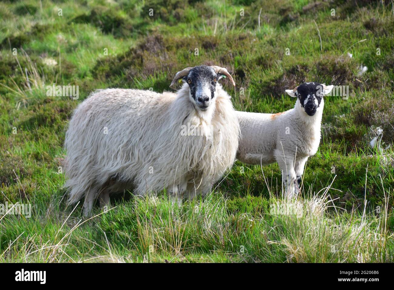 Ewe e Lamb su Moorland, Midgley Moor, Hebden Bridge, Calderdale, West Yorkshire Foto Stock