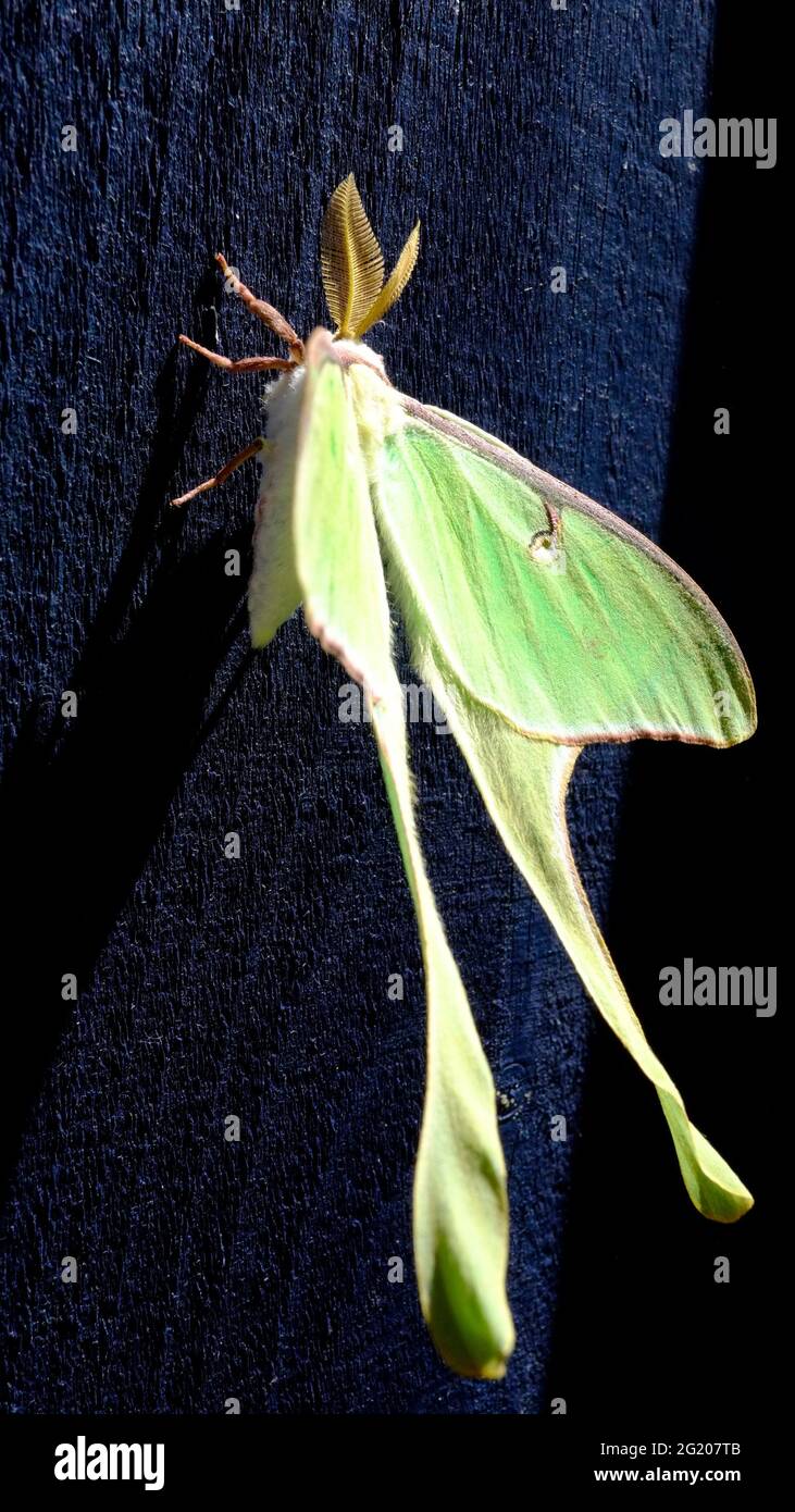La falce di Luna (Actias luna) è una falena neartica della famiglia Saturniidae, sottofamiglia Saturniinae, un gruppo comunemente noto come falene di seta giganti. Foto Stock