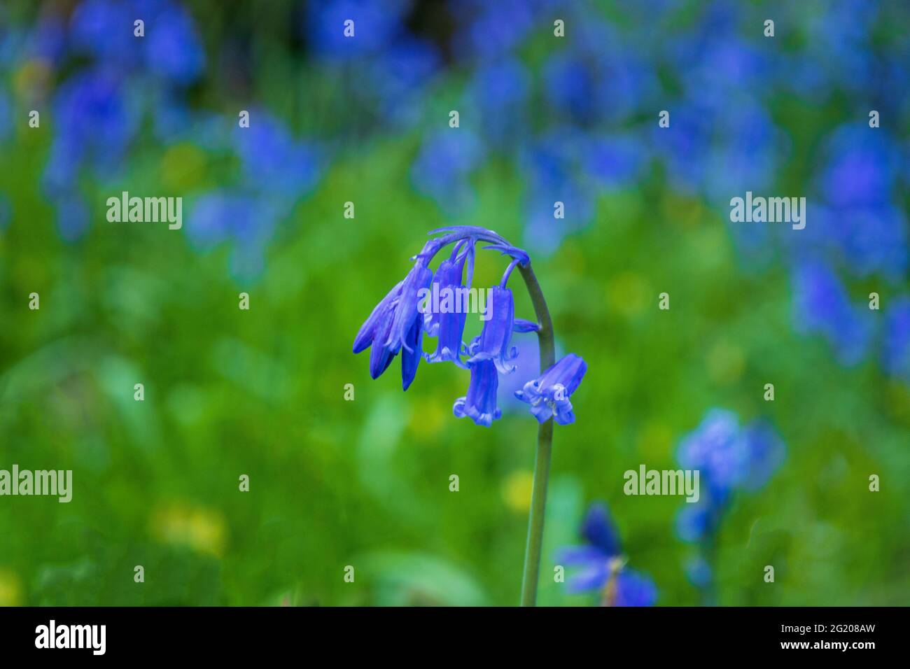 Primo piano di bluebells che crescono in primavera nella radura dei boschi - Sharnbrook, Bedfordshire, Inghilterra, Regno Unito Foto Stock