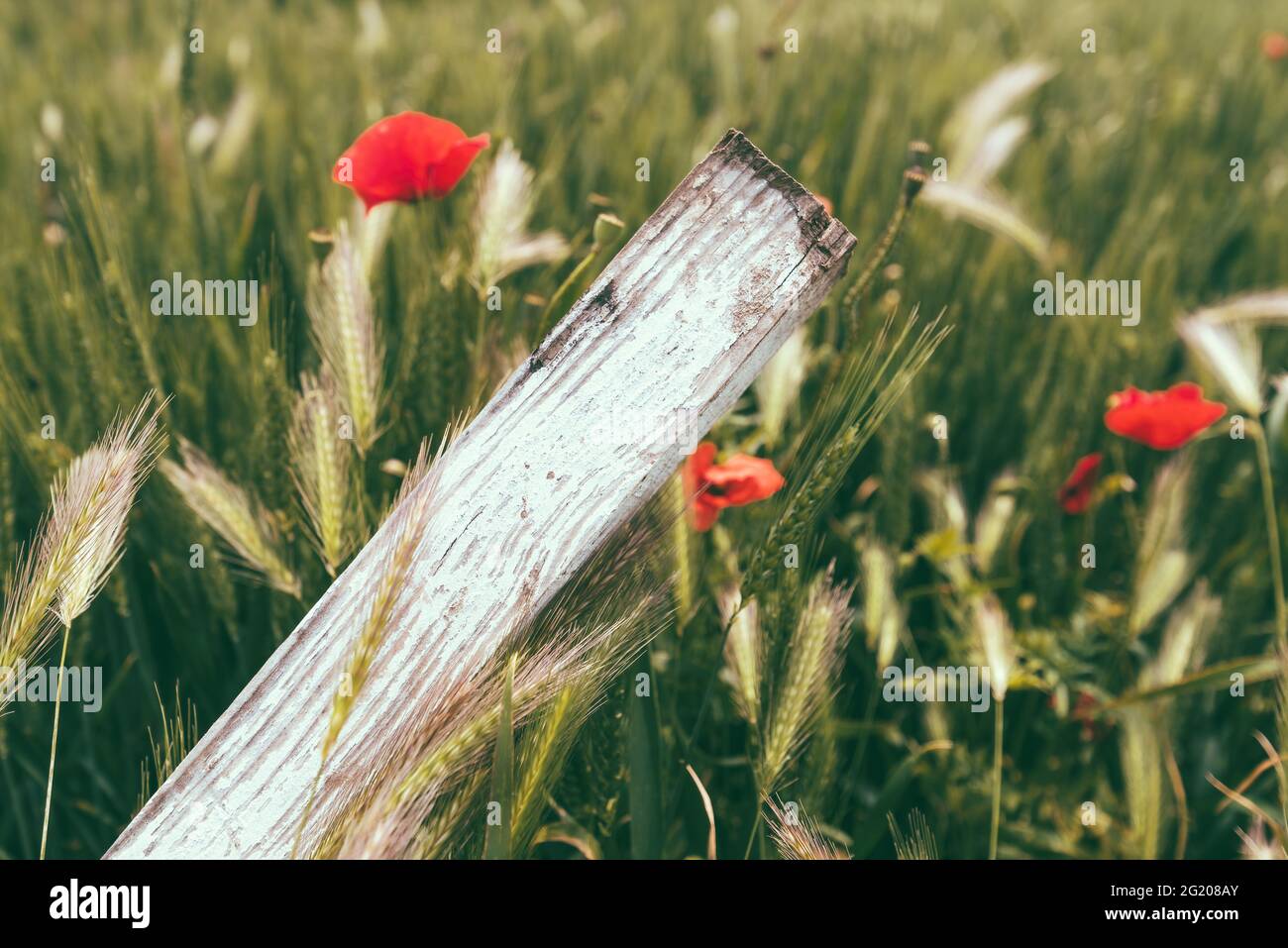 Fiore selvatico di papavero comune in campo di grano, fuoco selettivo Foto Stock