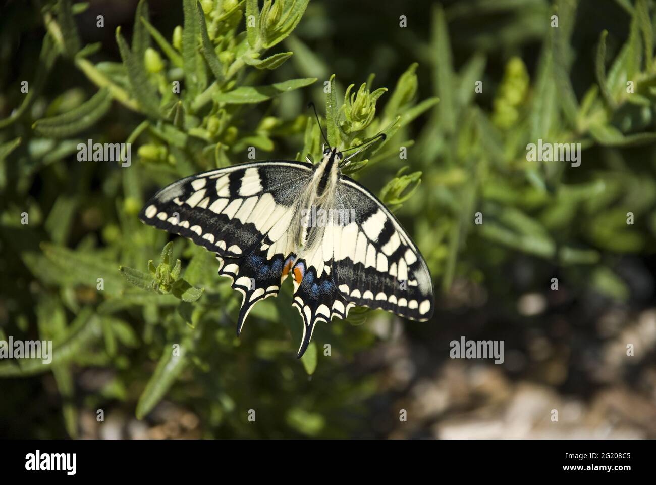 Coda di rondine seduto sul ramo Foto Stock