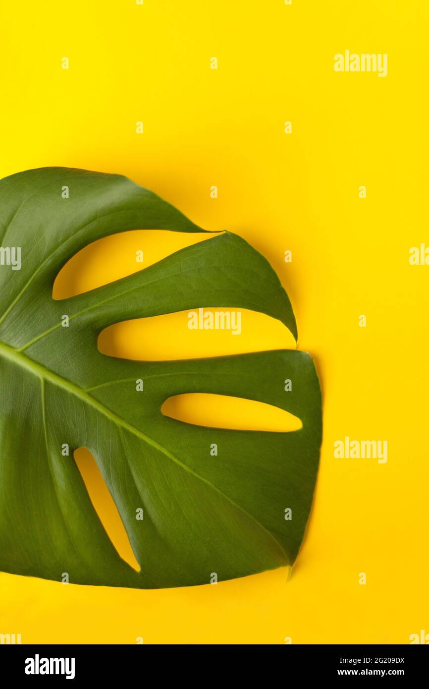 Grande foglia verde di monstera su carta gialla. Tavolozza di foglie verdi e tropicali monstera nello stile fine art. Sfondo giallo. Foto Stock