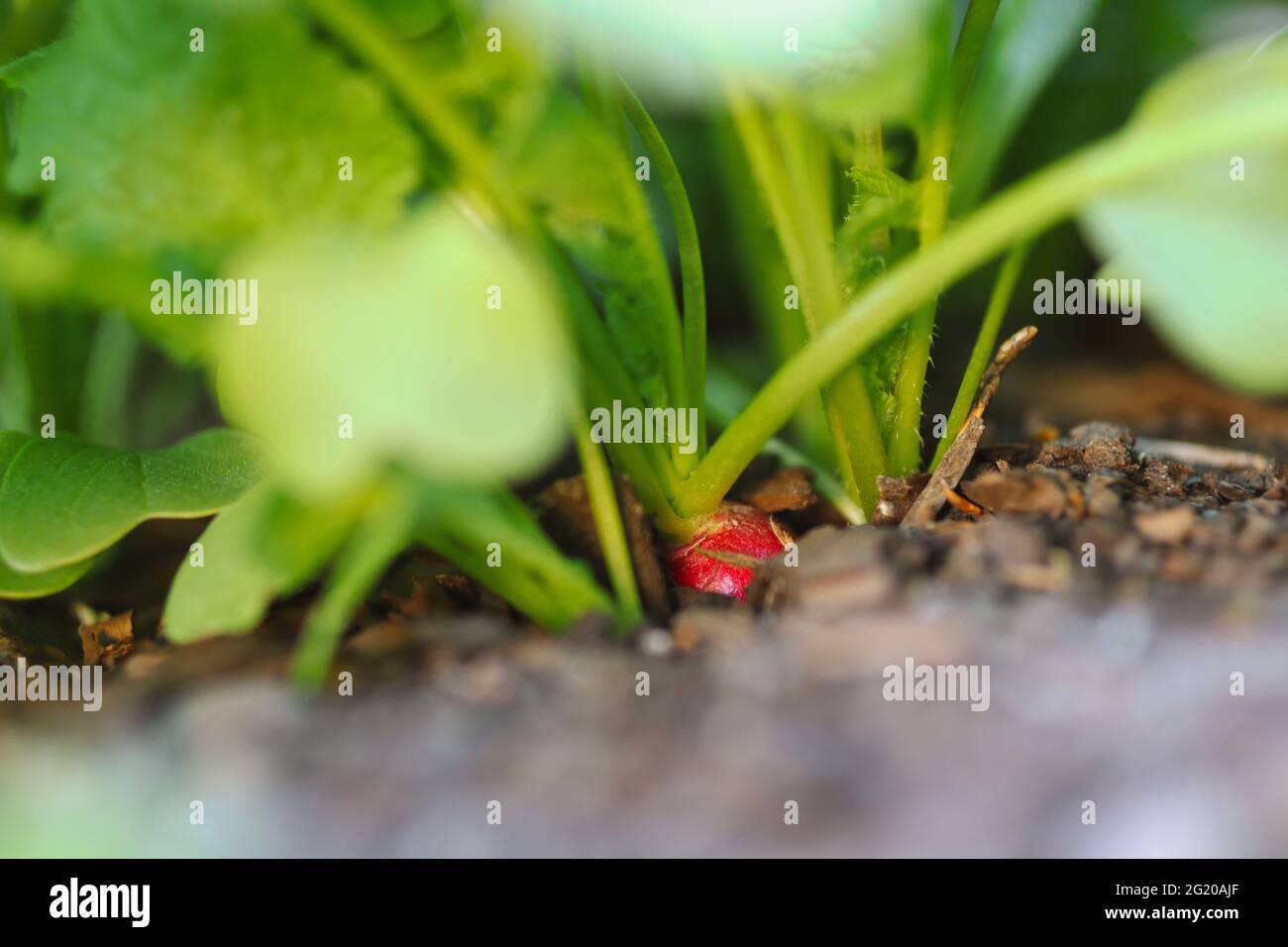 Rafanistrum matura (Raphanus Raphanistrum) in terreno fertile. Radice rossa vegetale nel terreno. Foto Stock