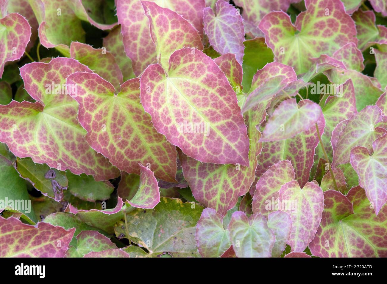 Epimedium × perralchicum "Fröhnleiten" Foto Stock