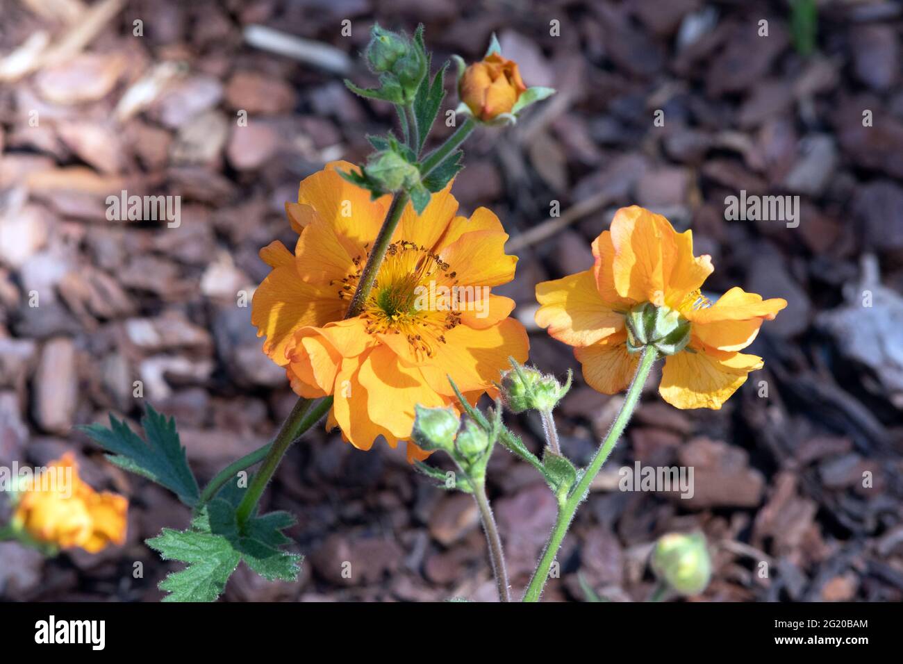 Geum Mandarino Foto Stock