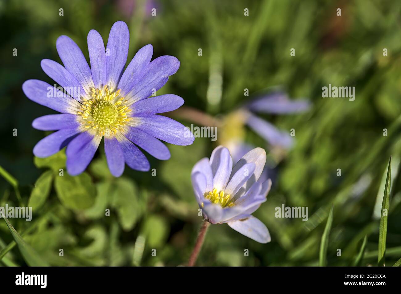 Bella vista closeup di stigma giallo di blu comune daisy (Bellis perennis) fiore, Herbert Park, Dublino, Irlanda. Macro di messa a fuoco morbida e selettiva. Foto Stock