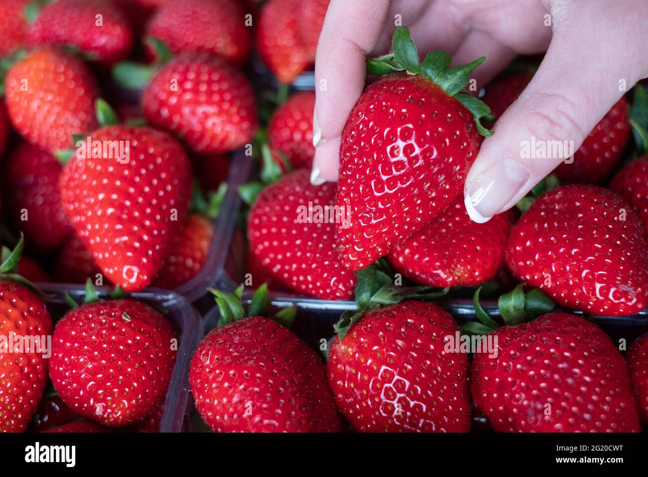 Frutta greca fresca raccolta a mano. Fotogramma intero. Foto Stock