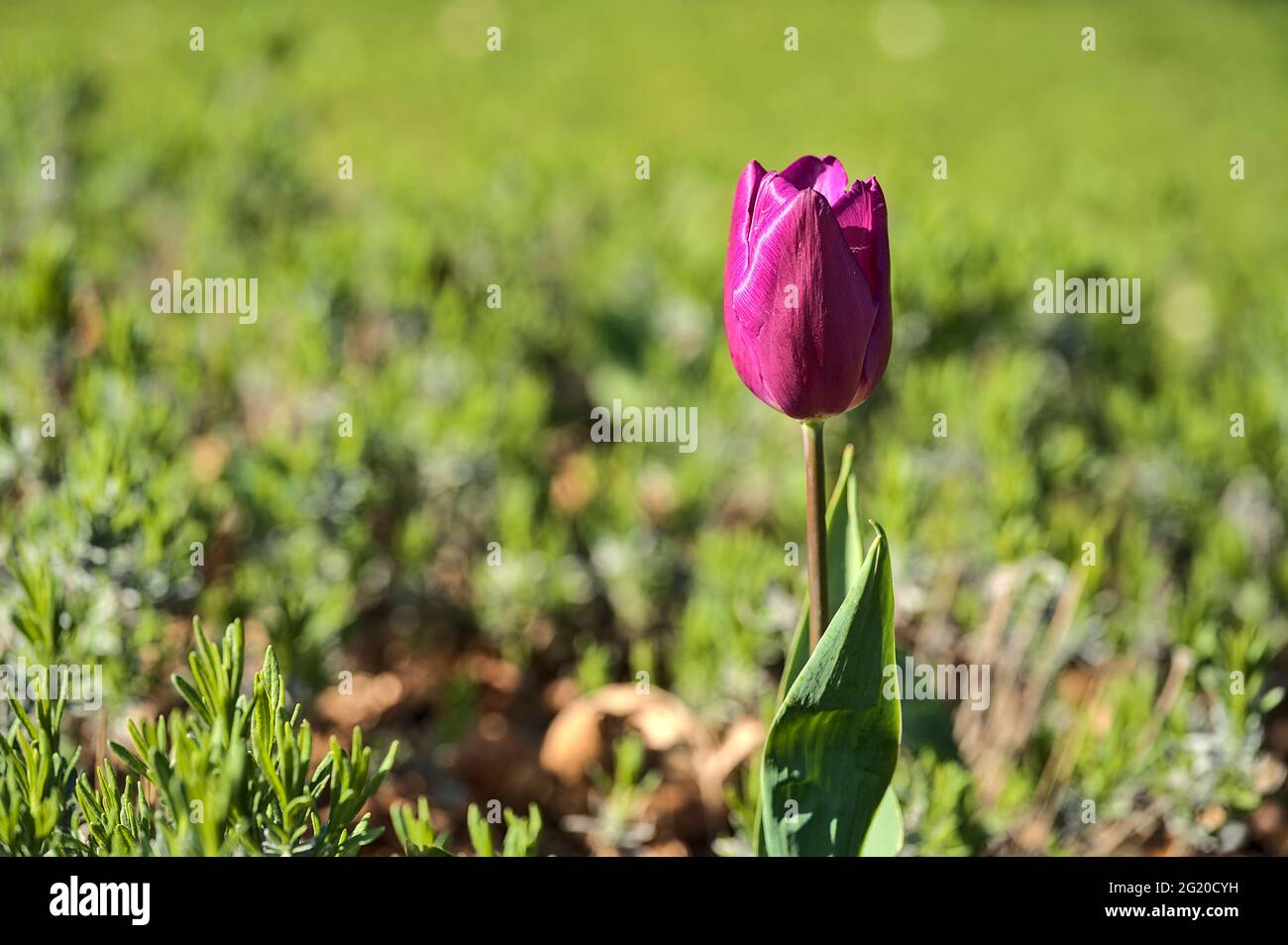 Bella vista closeup di una singola primavera viola tulipano fiore su sfondo verde sfocato in Herbert Park, Dublino, Irlanda. Messa a fuoco morbida e selettiva Foto Stock