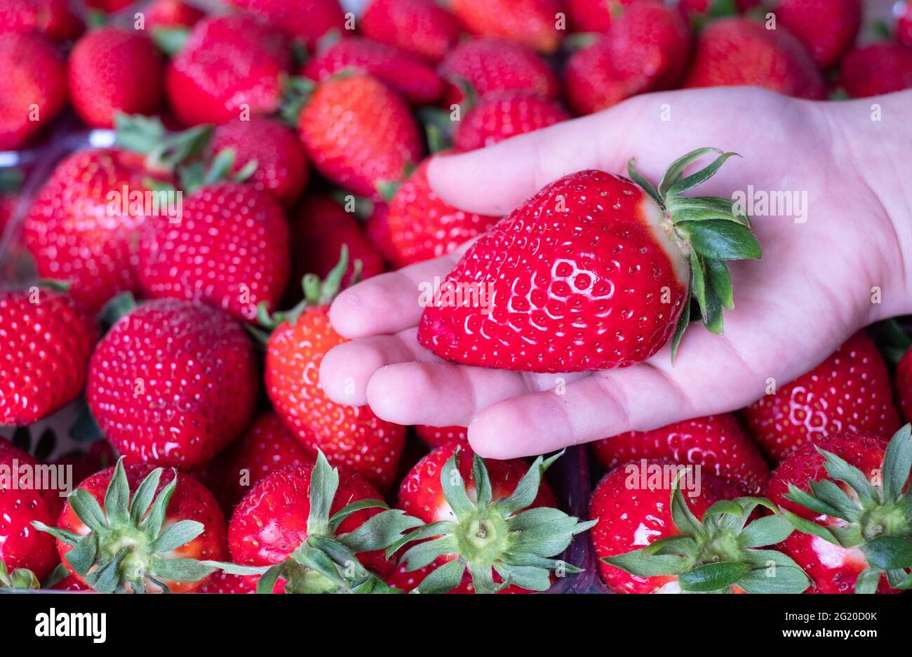 Frutta greca fresca raccolta a mano. Fotogramma intero. Foto Stock